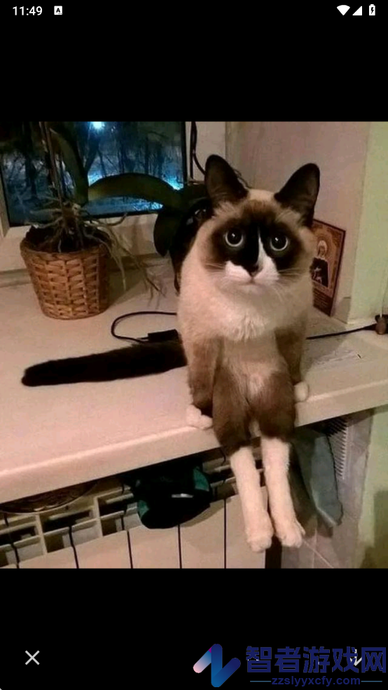 多多养猫助手app
