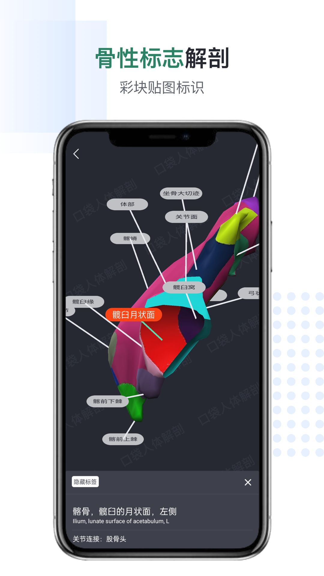 口袋人体解剖app